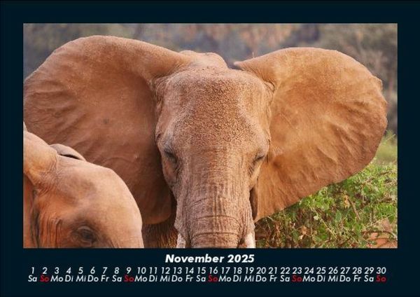 Produktbild: Elefanten - Die sanften Riesen Afrikas 2025 Fotokalender DIN A5