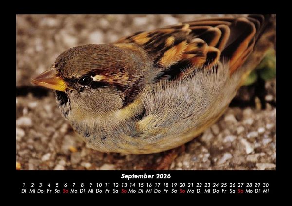 Produktbild: Welt der V&ouml;gel 2026 Fotokalender DIN A3