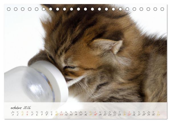 Produktbild: Chatons trop mignons (Calendrier de bureau 2026 DIN A5 vertical), CALVENDO calendrier mensuel