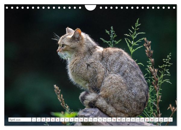 Produktbild: Wildkatzen - die anmutigsten Raubiere in Europa. (Wandkalender 2026 DIN A4 quer), CALVENDO Monatskalender
