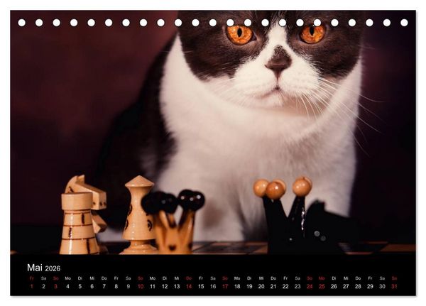 Produktbild: Schokoladige Britisch Kurzhaar Katzen (Tischkalender 2026 DIN A5 quer), CALVENDO Monatskalender