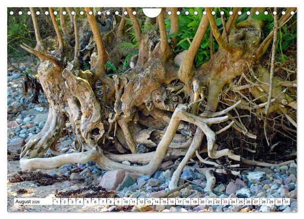 Produktbild: Strandgut Szenen (Wandkalender 2026 DIN A4 quer), CALVENDO Monatskalender