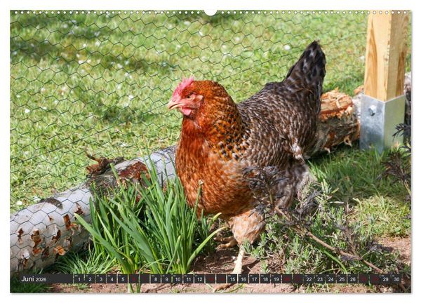 Produktbild: H&uuml;hner im eigenen Garten (Wandkalender 2026 DIN A2 quer), CALVENDO Monatskalender