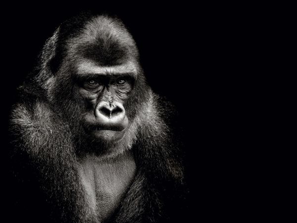 Produktbild: Gorilla (Puzzle)