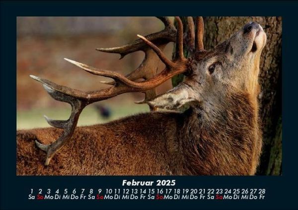 Produktbild: Tiere in der Wildnis 2025 Fotokalender DIN A5