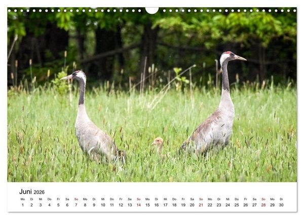 Produktbild: Kraniche im Erzgebirge (Wandkalender 2026 DIN A3 quer), CALVENDO Monatskalender