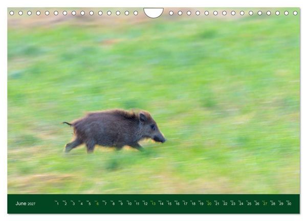 Produktbild: Wild Boars (Wall Calendar 2027 DIN A4 landscape), CALVENDO 12 Month Wall Calendar