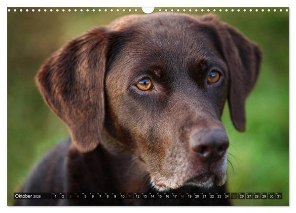 Produktbild: Labrador Retriever - Jagdhund mit Charme (Wandkalender 2026 DIN A3 quer), CALVENDO Monatskalender