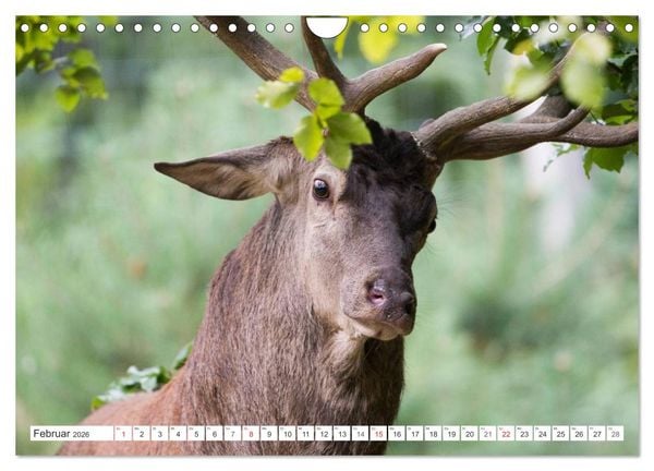 Produktbild: Emotionale Momente: Hirschbrunft (Wandkalender 2026 DIN A4 quer), CALVENDO Monatskalender