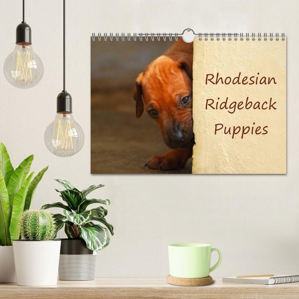 Produktbild: Rhodesian Ridgeback Puppies (Wall Calendar 2026 DIN A4 landscape), CALVENDO 12 Month Wall Calendar