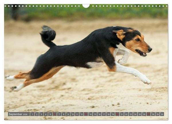 Produktbild: Eine Reise in die Welt der Basenjis (Wandkalender 2026 DIN A3 quer), CALVENDO Monatskalender