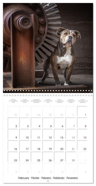 Produktbild: City dogs in the landscape park (Wall Calendar 2026 12 &times; 12 Inch) CALVENDO 12 Month Wall Calendar