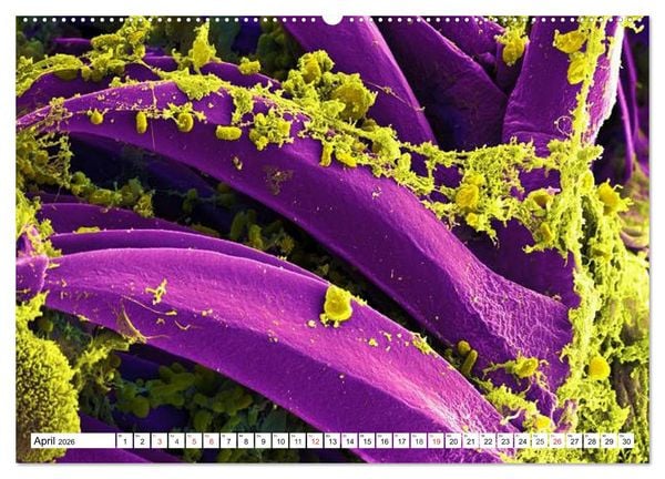 Produktbild: Mikrobiologie. Mikroorganismen, Genetik und Zellen (Wandkalender 2026 DIN A2 quer), CALVENDO Monatskalender
