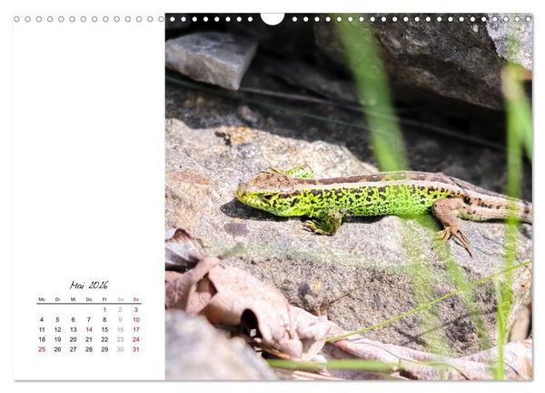 Produktbild: Eidechsen, flinke R&auml;uber (Wandkalender 2026 DIN A3 quer), CALVENDO Monatskalender