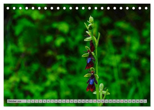 Produktbild: Orchideenwiese 2026 (Tischkalender 2026 DIN A5 quer), CALVENDO Monatskalender