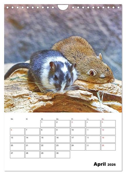 Produktbild: Mongolische Rennm&auml;use (Wandkalender 2026 DIN A4 hoch), CALVENDO Monatskalender
