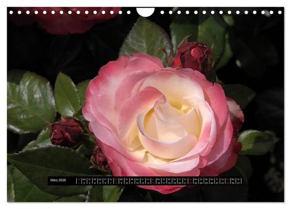 Produktbild: Rosen - Parade (Wandkalender 2026 DIN A4 quer), CALVENDO Monatskalender