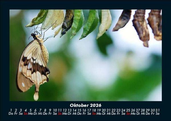 Produktbild: Bunte Pracht der Schmetterlinge 2026 Fotokalender DIN A5