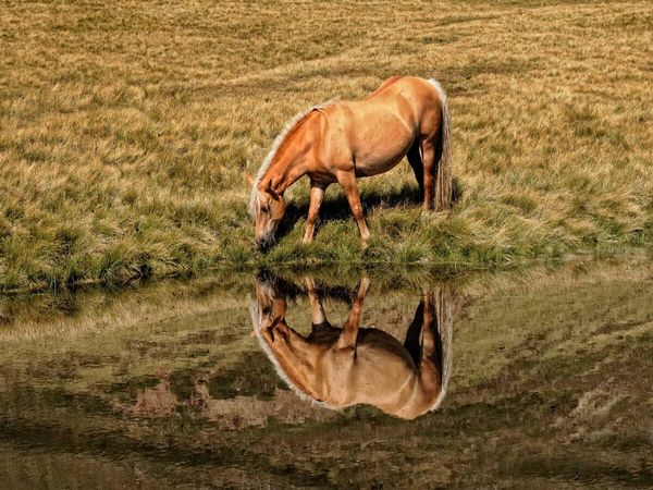Produktbild: CALVENDO Puzzle Ein Motiv aus dem Kalender Pferde - Hobby und Leidenschaft | 1000 Teile Lege-Gr&ouml;&szlig;e 64x48cm Foto-Puzzle f&uuml;r gl&uuml;ckliche Stunden