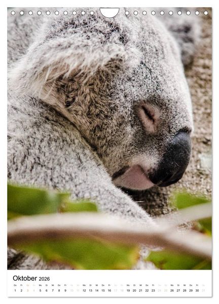 Produktbild: australian animals (Wandkalender 2026 DIN A4 hoch), CALVENDO Monatskalender
