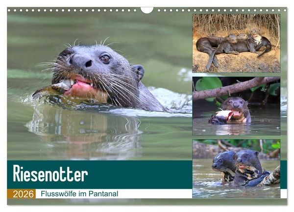 Produktbild: Riesenotter - Flussw&ouml;lfe im Pantanal (Wandkalender 2026 DIN A3 quer), CALVENDO Monatskalender