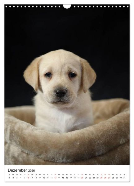 Produktbild: Kleine und gro&szlig;e Hundekinder 2026 (Wandkalender 2026 DIN A3 hoch), CALVENDO Monatskalender