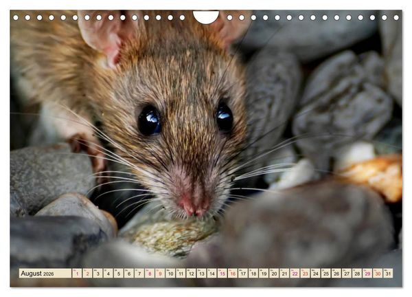 Produktbild: Kleiner Nager - Maus (Wandkalender 2026 DIN A4 quer), CALVENDO Monatskalender
