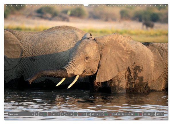 Produktbild: Afrika - im Reich der Elefanten (hochwertiger Premium Wandkalender 2026 DIN A2 quer), Kunstdruck in Hochglanz