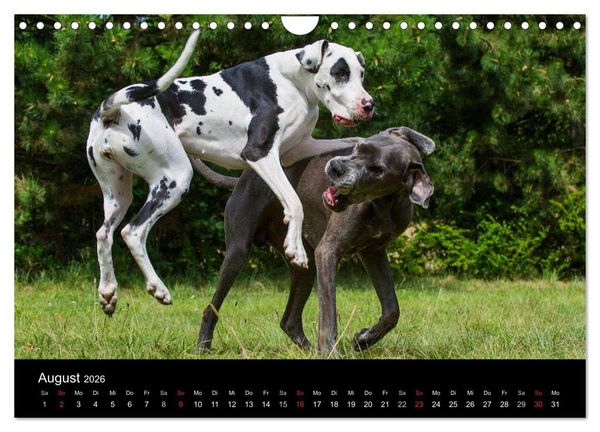 Produktbild: Deutsche Dogge 2026 (Wandkalender 2026 DIN A4 quer), CALVENDO Monatskalender