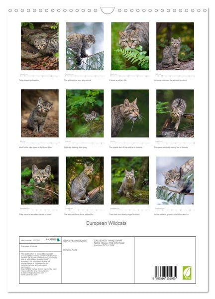Produktbild: European Wildcats (Wall Calendar 2026 DIN A3 portrait), CALVENDO 12 Month Wall Calendar