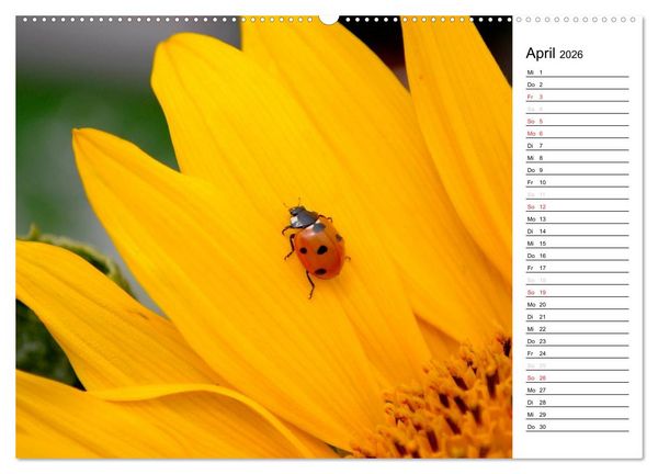 Produktbild: Marienk&auml;fer 2026 (Wandkalender 2026 DIN A2 quer), CALVENDO Monatskalender