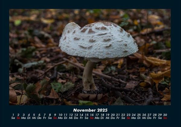 Produktbild: Pilzkalender 2025 Fotokalender DIN A4