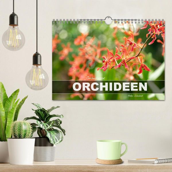 Produktbild: Orchidaceae - Orchideen (Wandkalender 2026 DIN A4 quer), CALVENDO Monatskalender