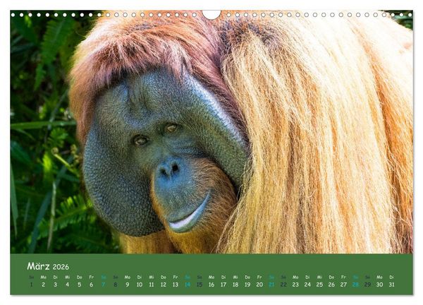 Produktbild: Orang Utans - Indonesien (Wandkalender 2026 DIN A3 quer), CALVENDO Monatskalender