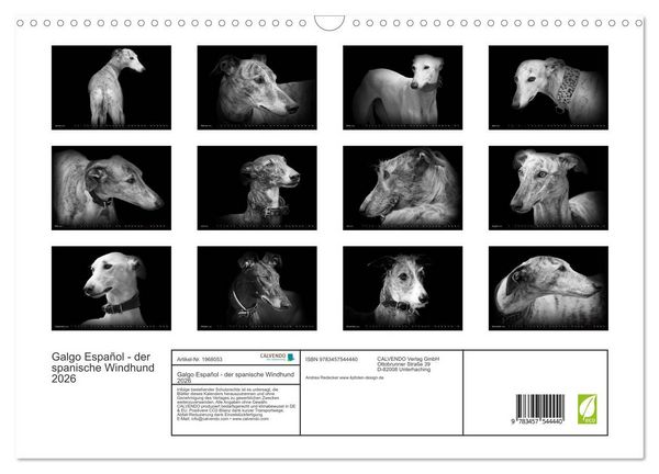 Produktbild: Galgo Espa&ntilde;ol - der spanische Windhund 2026 (Wandkalender 2026 DIN A3 quer), CALVENDO Monatskalender