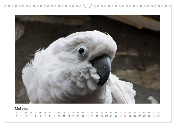 Produktbild: Kunterbunte Papageien und Sittiche (Wandkalender 2026 DIN A3 quer), CALVENDO Monatskalender