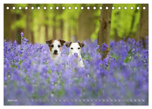 Produktbild: Die Parson-Russell-Terrier ...mit neuen Abenteuern aus der Hundeknipserei (Tischkalender 2026 DIN A5 quer), CALVENDO Monatskalender