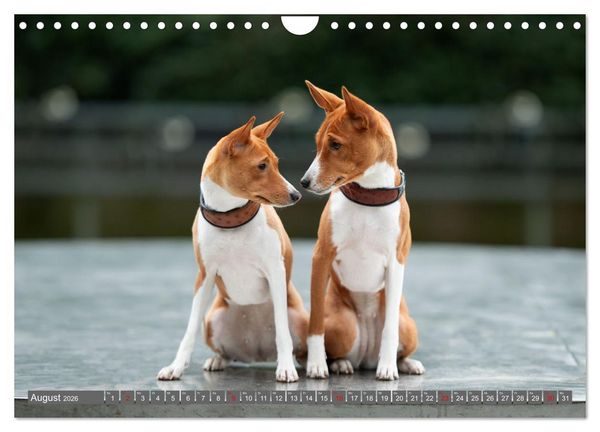 Produktbild: Der Basenji (Wandkalender 2026 DIN A4 quer), CALVENDO Monatskalender