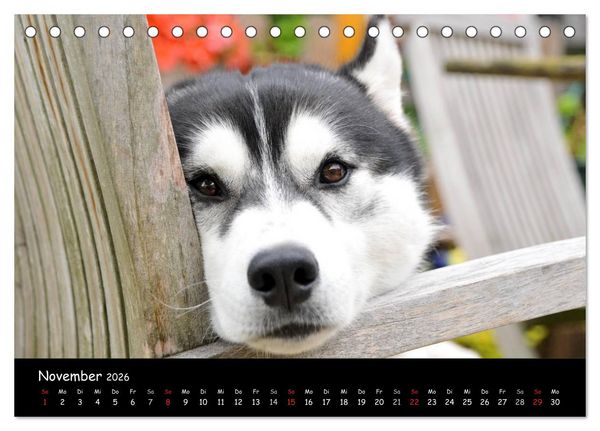 Produktbild: Huskys - Traumhunde (Tischkalender 2026 DIN A5 quer), CALVENDO Monatskalender