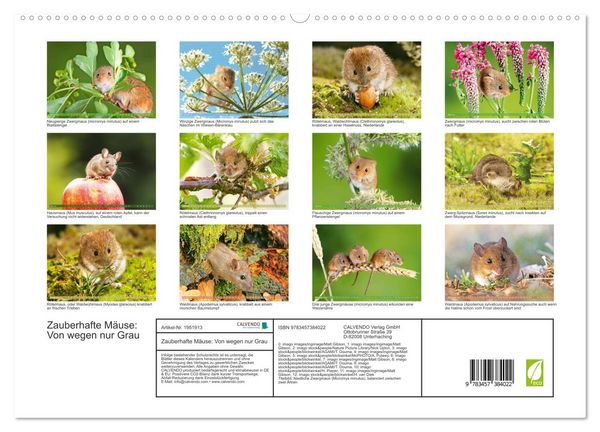 Produktbild: Zauberhafte M&auml;use: Von wegen nur Grau (hochwertiger Premium Wandkalender 2026 DIN A2 quer), Kunstdruck in Hochglanz