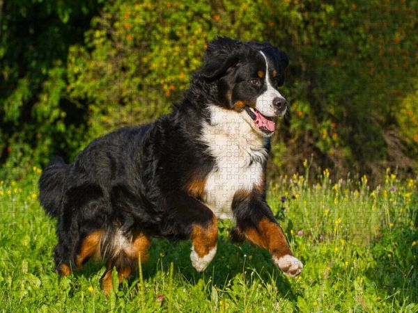 Produktbild: CALVENDO Puzzle Berner Sennenhund auf der Wiese | 1000 Teile Lege-Gr&ouml;&szlig;e 64x48cm Foto-Puzzle f&uuml;r gl&uuml;ckliche Stunden