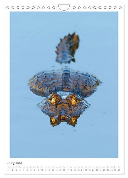 Produktbild: Pantanal Wildlife Photography (Wall Calendar 2026 DIN A4 portrait), CALVENDO 12 Month Wall Calendar