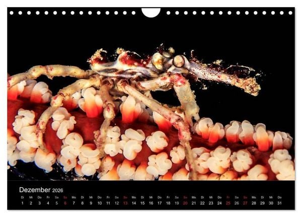 Produktbild: Faszination Makro Unterwasser (Wandkalender 2026 DIN A4 quer), CALVENDO Monatskalender