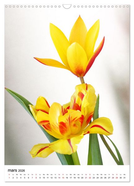 Produktbild: Fleurs &eacute;l&eacute;gantes (Calendrier mural 2026 DIN A3 horizontal), CALVENDO calendrier mensuel
