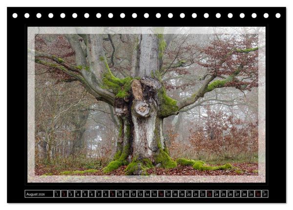 Produktbild: Zauberwald HALLOH (Tischkalender 2026 DIN A5 quer), CALVENDO Monatskalender