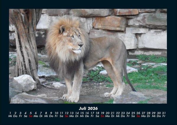 Produktbild: L&ouml;wen in der Wildnis 2026 Fotokalender DIN A4