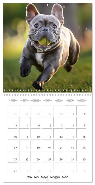 Produktbild: French Bulldogs in play frenzy (Wall Calendar 2027 12 &times; 12 Inch) CALVENDO 12 Month Wall Calendar