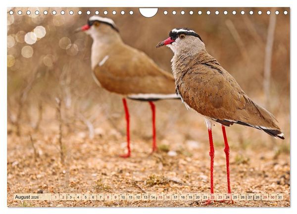 Produktbild: Afrikas Vogelwelt 2026 (Wandkalender 2026 DIN A4 quer), CALVENDO Monatskalender