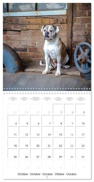 Produktbild: City dogs in the landscape park (Wall Calendar 2027 12 &times; 12 Inch) CALVENDO 12 Month Wall Calendar