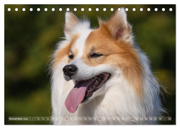 Produktbild: Islandhunde im Portrait (Tischkalender 2026 DIN A5 quer), CALVENDO Monatskalender
